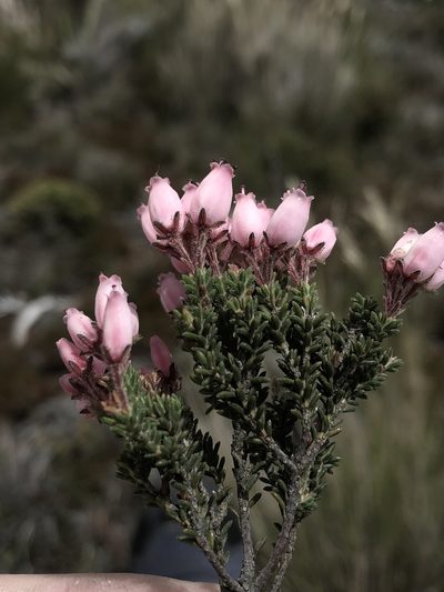 Erica lignosa, photographed by Dave U