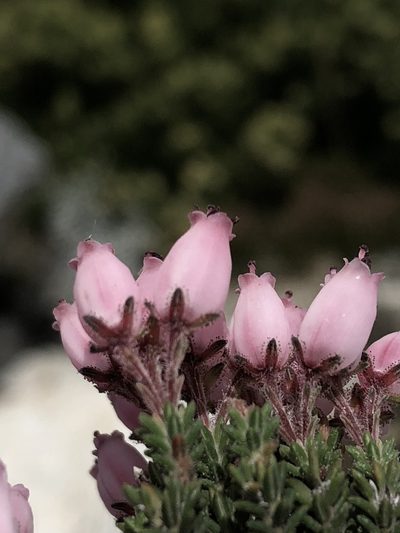 Erica lignosa, photographed by Dave U