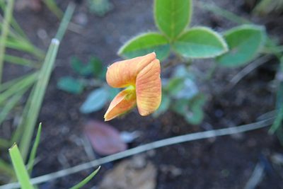 Argyrolobium molle, photographed by Peter Warren
