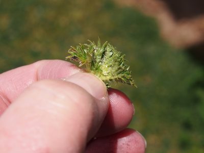 Urtica flabellata, photographed by Lena Struwe