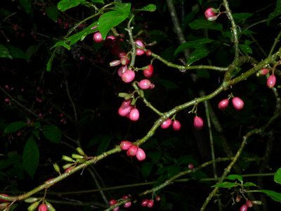 Hoffmannia excelsa, photographed by Oscar Marín