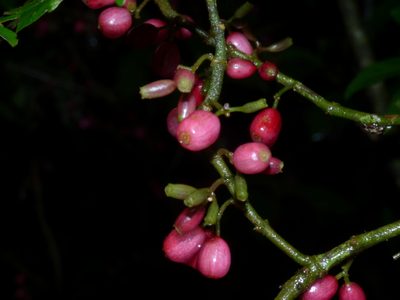 Hoffmannia excelsa, photographed by Oscar Marín