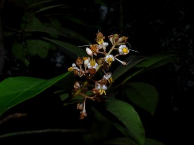 Ardisia compressa, photographed by Oscar Marín