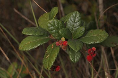 Guettarda scabra, photographed by Judy Gallagher