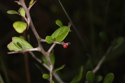 Sideroxylon reclinatum, photographed by Judy Gallagher