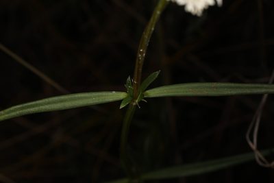 Spermacoce neoterminalis, photographed by Judy Gallagher