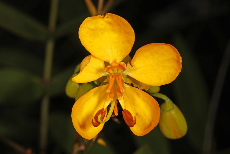 Senna mexicana, photographed by Judy Gallagher