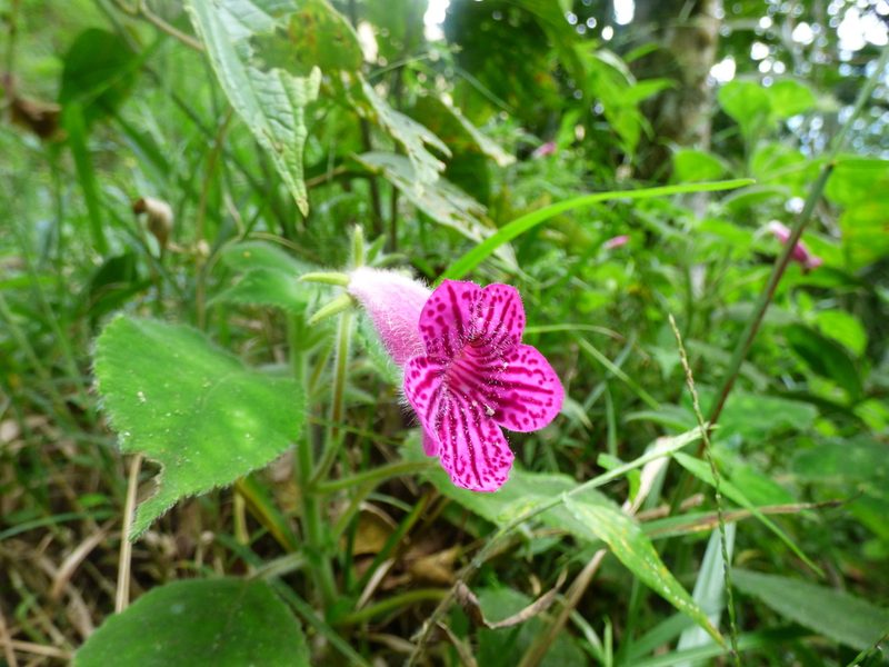 Kohleria amabilis, photographed by Daniel van der Post