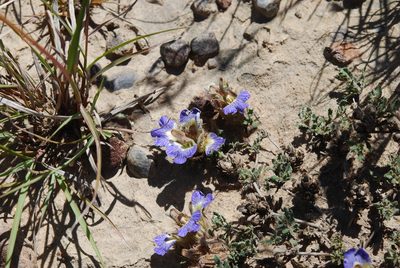 Blepharis procumbens, photographed by Charles Stirton