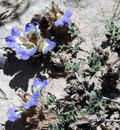 Blepharis procumbens, photographed by Charles Stirton