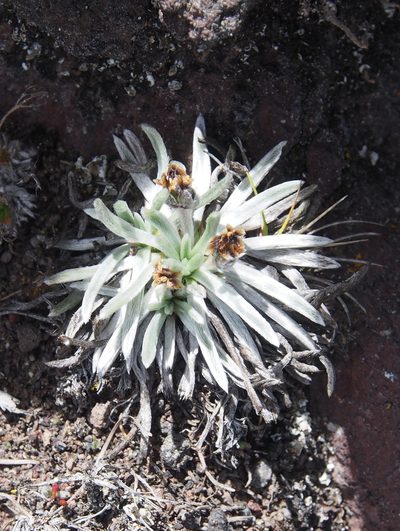 Plantago sericea, photographed by Lena Struwe