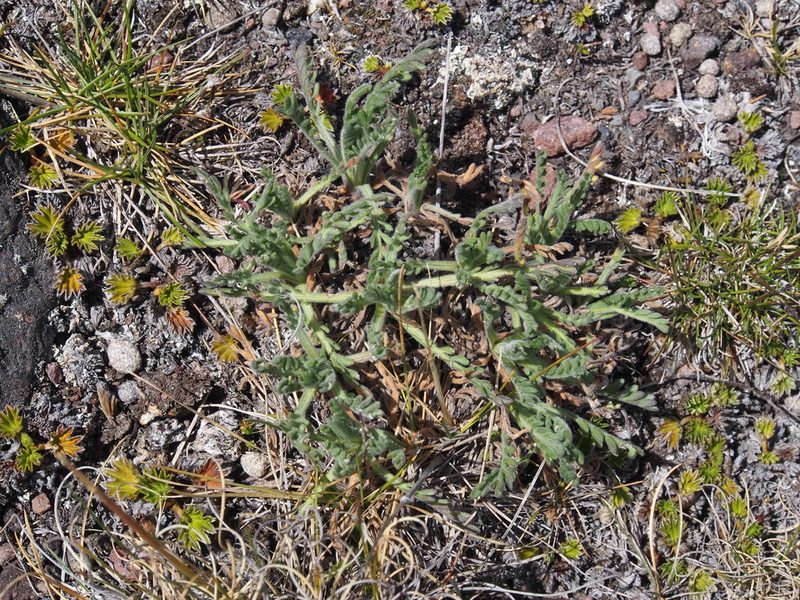 Erigeron cardaminifolius, photographed by Lena Struwe