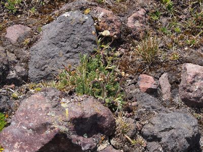 Erigeron cardaminifolius, photographed by Lena Struwe