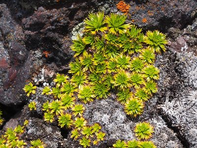 Azorella pedunculata, photographed by Lena Struwe