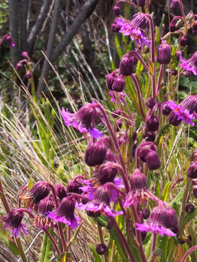 Senecio wedglacialis, photographed by Lena Struwe