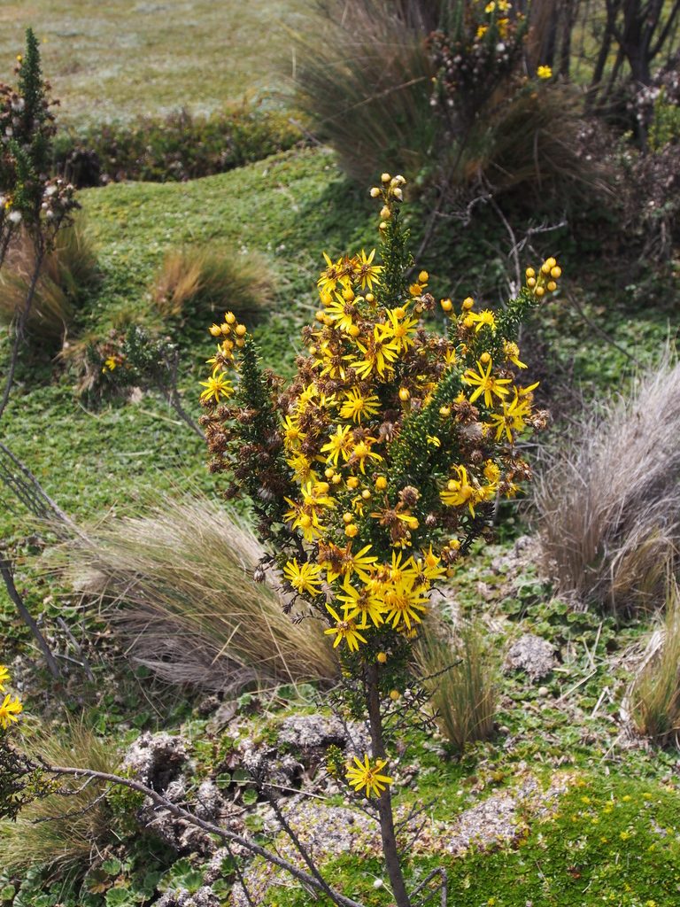 Pentacalia peruviana, photographed by Lena Struwe
