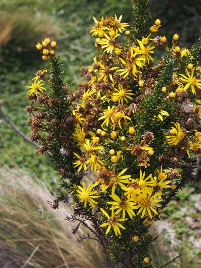 Pentacalia peruviana, photographed by Lena Struwe