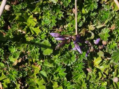 Gentianella rapunculoides, photographed by Lena Struwe
