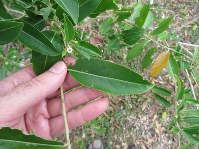 Cestrum diurnum, photographed by Ben Machado