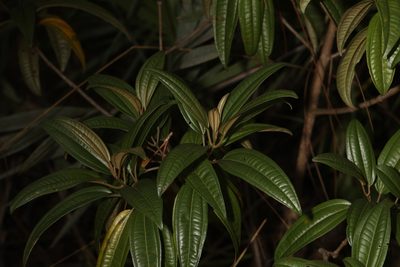 Miconia bicolor, photographed by Judy Gallagher