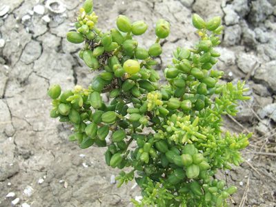 Batis argillicola, photographed by coenobita