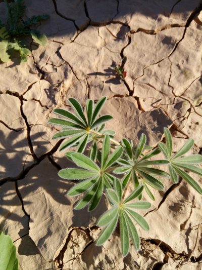 Lupinus tassilicus, photographed by Karim Haddad