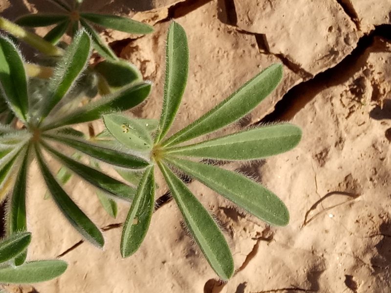 Lupinus tassilicus, photographed by Karim Haddad