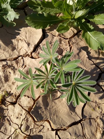 Lupinus tassilicus, photographed by Karim Haddad