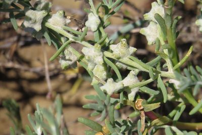 Dissocarpus biflorus, photographed by coenobita