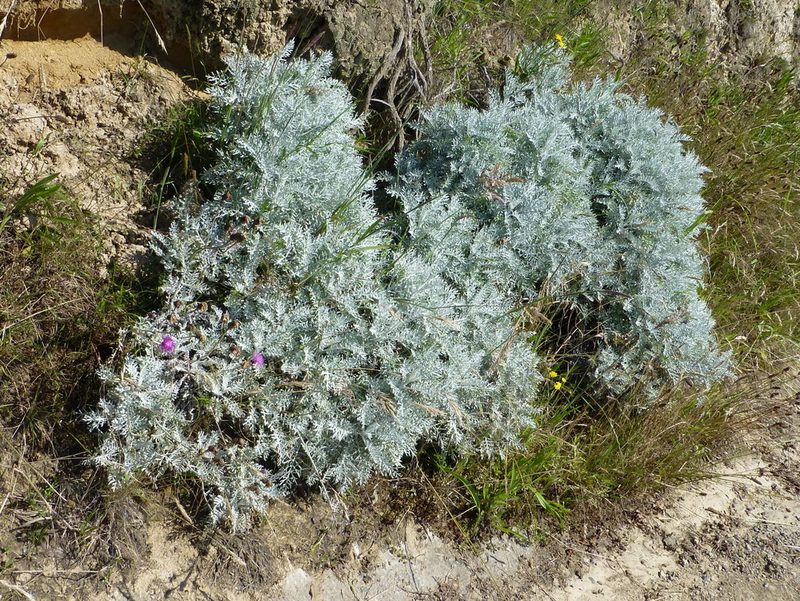 Centaurea cineraria, photographed by Murray Dawson