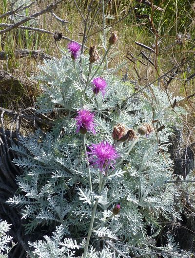 Centaurea cineraria, photographed by Murray Dawson