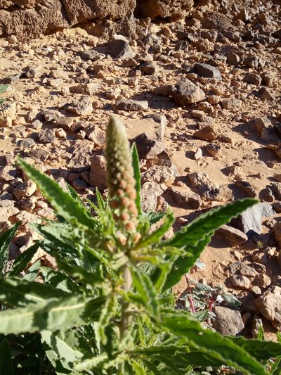 Reseda villosa, photographed by Karim Haddad