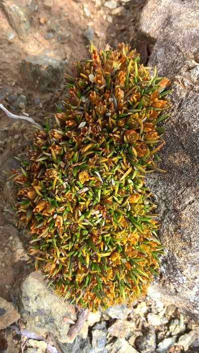 Colobanthus wallii, photographed by Heidi Meudt