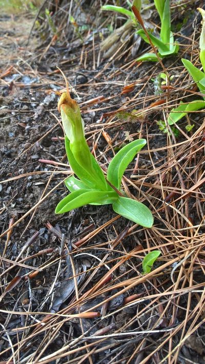 Pterostylis venosa, photographed by Heidi Meudt