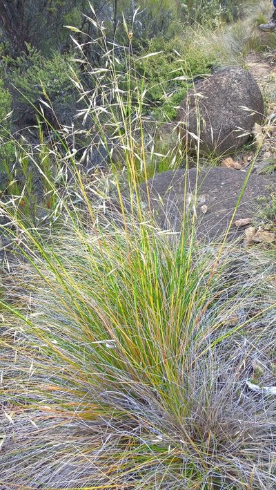 Chionochloa defracta, photographed by Heidi Meudt