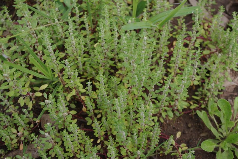 Dysphania littoralis, photographed by coenobita