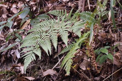 Dryopteris sacrosancta, photographed by harum.koh