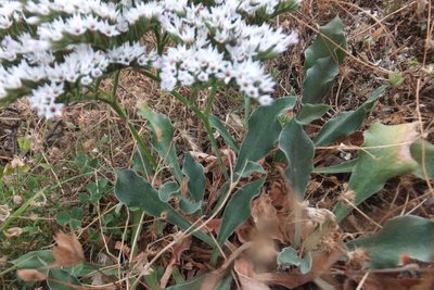Goniolimon tataricum, photographed by Emanuele Santarelli