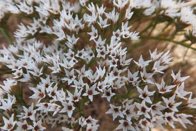 Goniolimon tataricum, photographed by Emanuele Santarelli