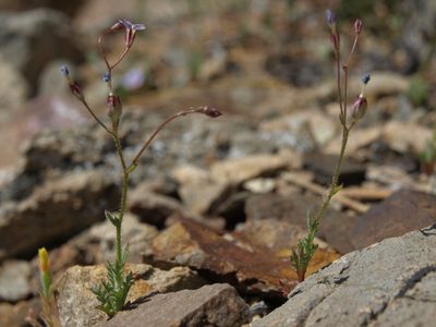 Gilia clokeyi, photographed by Jim Morefield