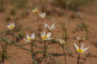 Tulipa biflora, photographed by Vsevolod Rudyi