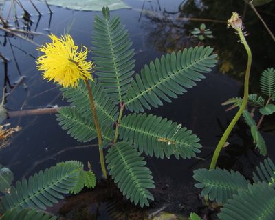 Neptunia oleracea, photographed by Robert Taylor