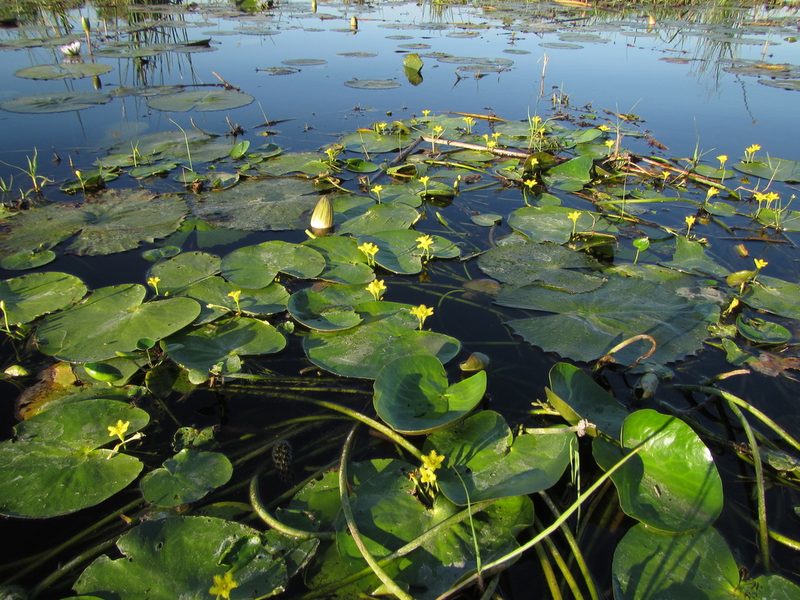 Nymphoides forbesiana, photographed by Robert Taylor