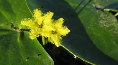 Nymphoides forbesiana, photographed by Robert Taylor