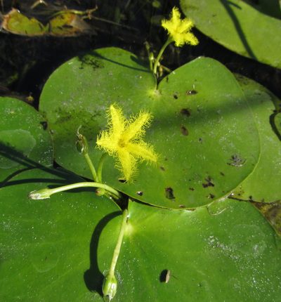 Nymphoides forbesiana, photographed by Robert Taylor