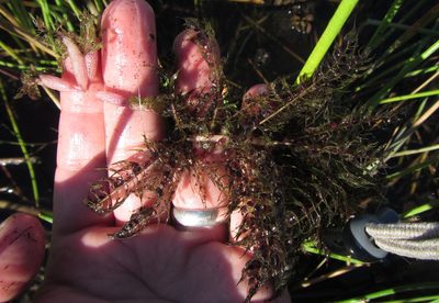 Utricularia stellaris, photographed by Robert Taylor