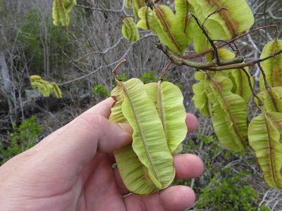 Piscidia carthagenensis, photographed by Leonel Roget