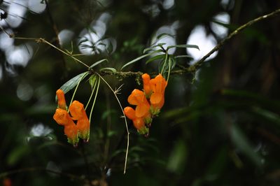 Columnea strigosa, photographed by Oscar Marín
