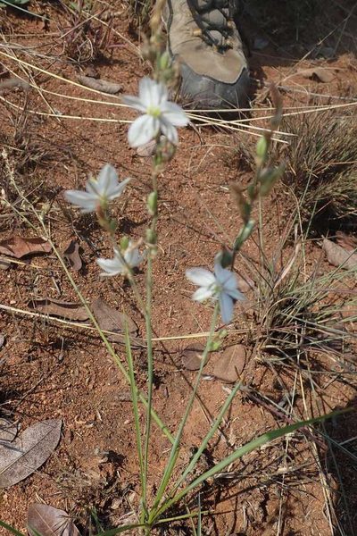 Chlorophytum recurvifolium, photographed by Andrew Deacon