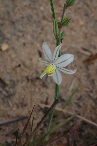 Chlorophytum recurvifolium, photographed by Andrew Deacon